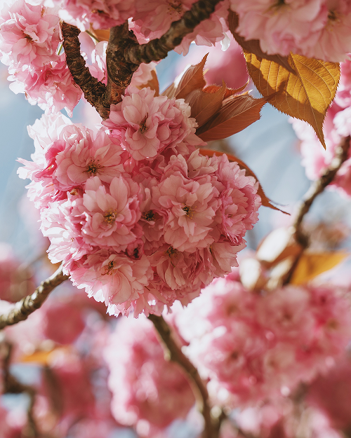 Pirelli Carousel Image